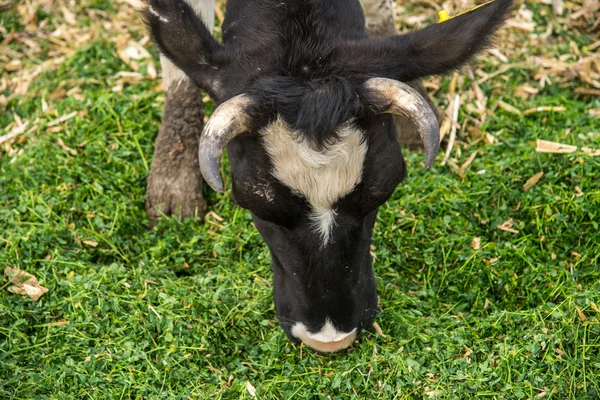 Cow farm. Ko äter gräs — Stockfoto