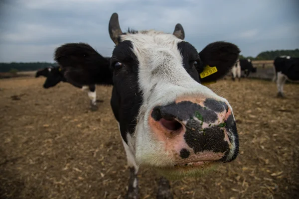 Kráva farma. kráva pasoucí se na poli — Stock fotografie