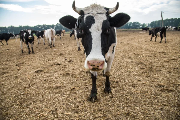 Kuhstall. Kühe grasen auf dem Feld — Stockfoto