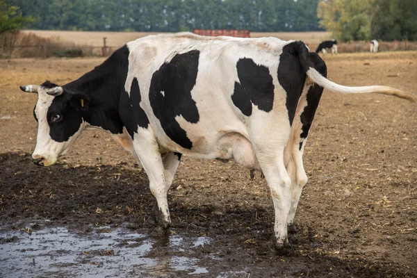 Cow rolnicze. Pasą się krowy w dziedzinie — Zdjęcie stockowe