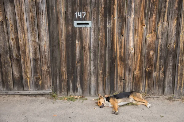 Pies stróżujący chroni własność prywatna — Zdjęcie stockowe