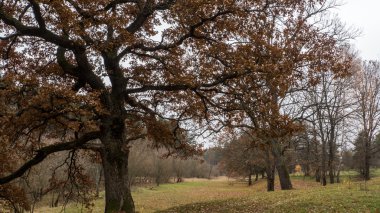 Sonbahar manzara. Ukrayna. Poles'e
