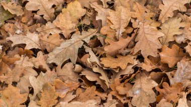 Sonbahar manzara. Ukrayna. Poles'e