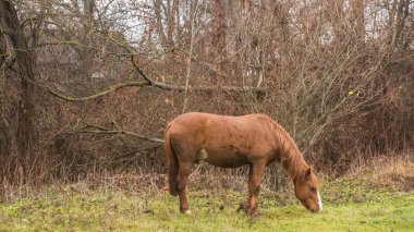 Bir at alanına yürüyor