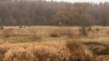 Sonbahar manzara. Ukrayna. Poles'e