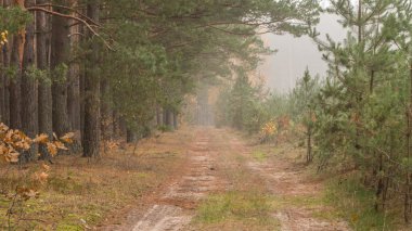 Sonbahar manzara. Ukrayna. Poles'e