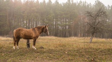 Bir at alanına yürüyor