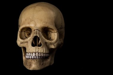 İnsan kafatası. çene