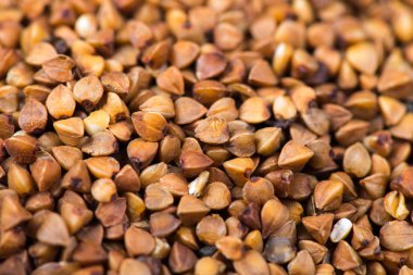 Buğday taneleri. Mısır