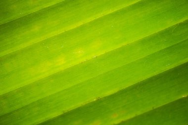 Bitkinin yaprak dokusu. Yeşil renk