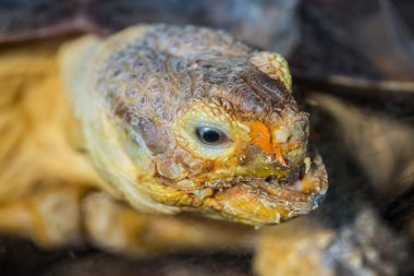 Namlu kaplumbağa Geochelone sulcata