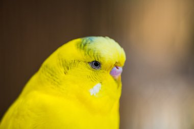 Papağan cennet papağanı. renkli papağan