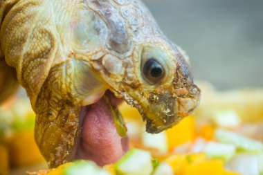 Kaplumbağa Geochelone sulcata gıda alır