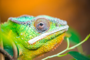 Bir bukalemun başkanı