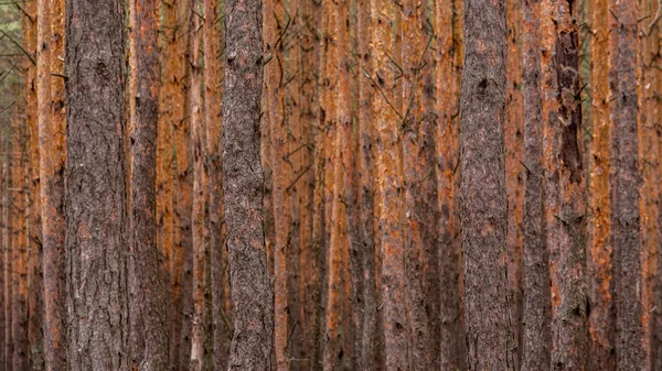 Bosque de pinos. Ucrania. Polacos. —  Fotos de Stock