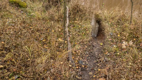 Beaver dam.  Ukraine. Poles'e — Stock Photo, Image