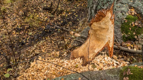 Beaver dam.  Ukraine. Poles'e — Stock Photo, Image