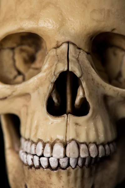 İnsan kafatası. çene — Stok fotoğraf