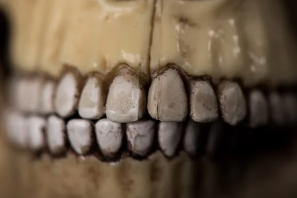 Calavera humana. mandíbula — Foto de Stock