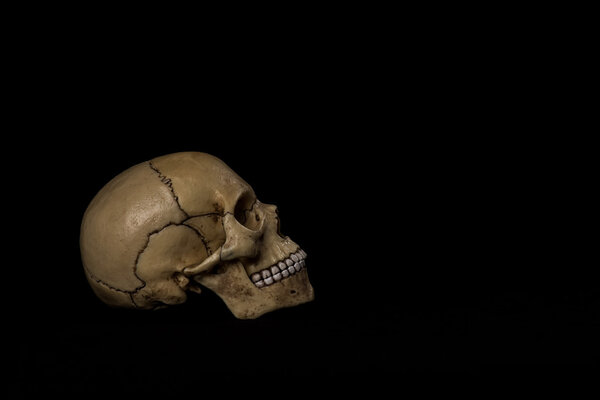 Человеческий череп. jaw
