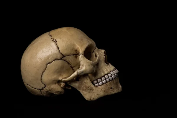 Crânio humano. mandíbula — Fotografia de Stock