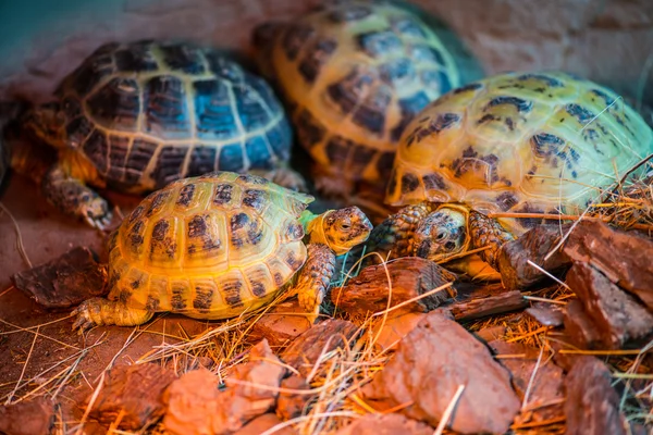 Νέους χελώνες Geochelone sulcata — Φωτογραφία Αρχείου