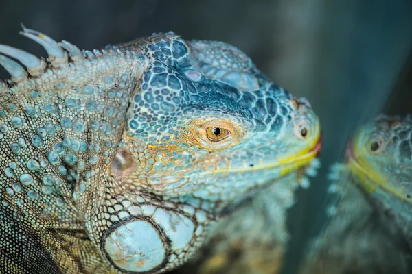 Iguana habitual. Iguana verde — Foto de Stock