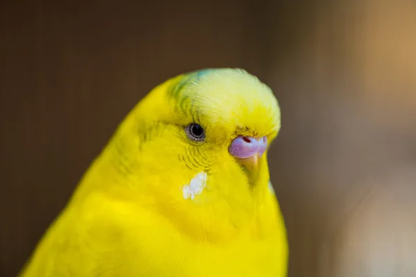 Loro tortolito. loro colorido — Foto de Stock