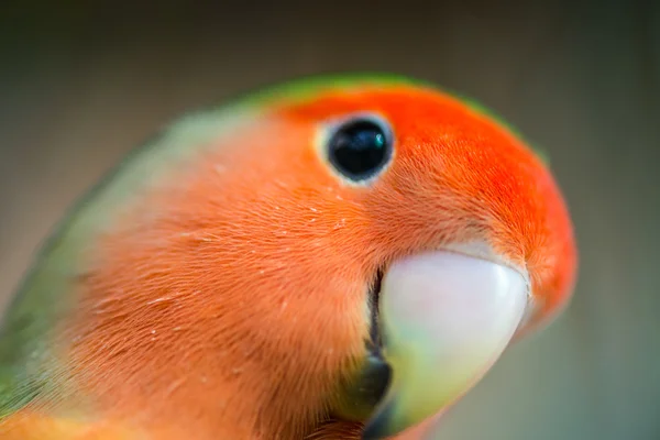 Παπαγάλος lovebird. πολύχρωμο παπαγάλος — Φωτογραφία Αρχείου