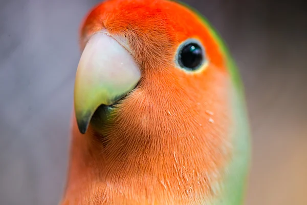 Parrot lovebird.  colorful parrot — Stock Photo, Image