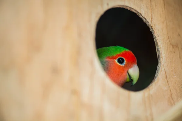 Loro sentado en la casa — Foto de Stock