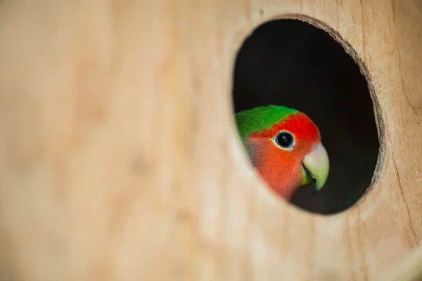 Loro sentado en la casa — Foto de Stock