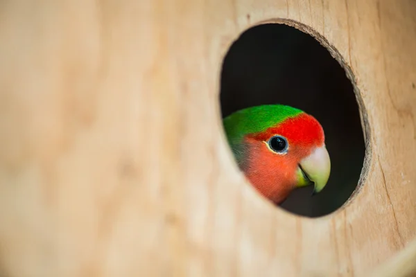 Loro sentado en la casa — Foto de Stock