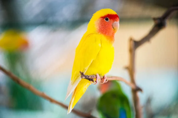 Papoušek lovebird. barevný papoušek — Stock fotografie