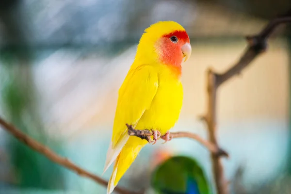 모란 잉 꼬 앵무새입니다. 다채로운 앵무새 — 스톡 사진