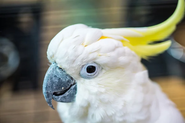 Cacatúa de cresta de azufre. loro colorido — Foto de Stock