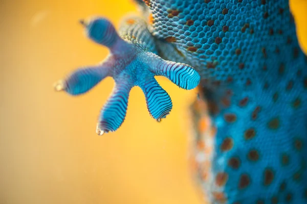 Lagarto de Lapa. Lagarto de Lapa — Foto de Stock