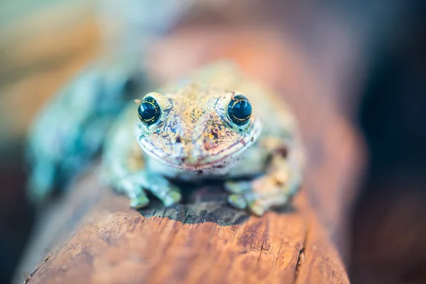 La rana con los ojos grandes — Foto de Stock
