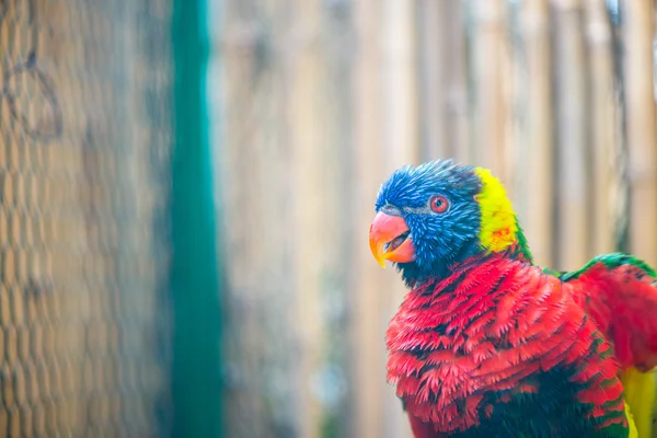 Loro colorido. loro colorido — Foto de Stock