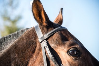 Atının başını. Yakın çekim.