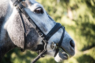 Atının başını. Yakın çekim.