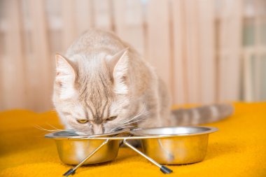 kedi yiyen kediler için Kuru gıda