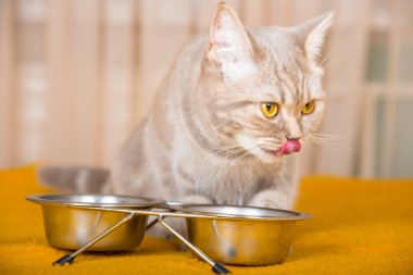 kedi yiyen kediler için Kuru gıda