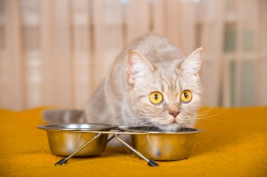 kedi yiyen kediler için Kuru gıda