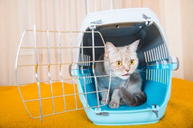 Kedi taşıma kafes kedi oturuyor