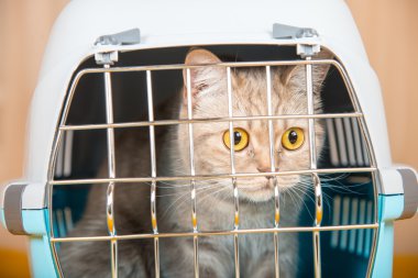 Kedi taşıma kafes kedi oturuyor