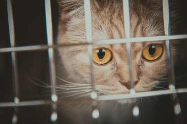 Kedi taşıma kafes kedi oturuyor