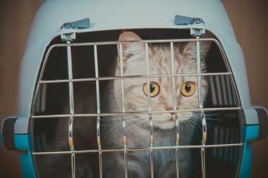 Kedi taşıma kafes kedi oturuyor