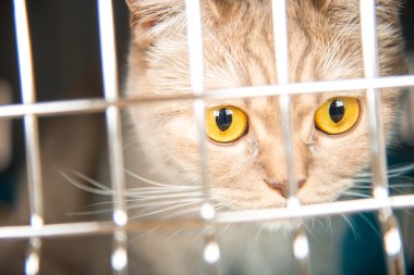 Kedi taşıma kafes kedi oturuyor