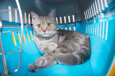Kedi taşıma kafes kedi oturuyor